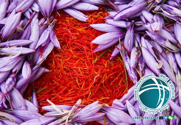 Medicinal and therapeutic properties of saffron ,Saffron, Saffron of Iran, Best Saffron, Saffron Import, Saffron Direct Purchase, Documents required for export of saffron, Documents required for import of saffron, Export of saffron, Import of saffron, Best saffron, Iranian saffron, Direct purchase of Iranian saffron, Iran saffron prices, Best Iranian saffron prices, Quality saffron of Iran, Saffron saffron, plant saffron, Saffron, Saffron Prices, Saffron, Saffron Flower, Why Saffron is Expensive, konj Saffron, Coriander Saffron, Saffron Batch, Saffron Flower, SarGol Saffron, Negin saffron,