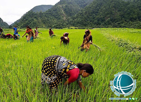 برنج تایلندی | کشت و صادرات برنج در تایلند - شرکت بازرگانی فیروزه