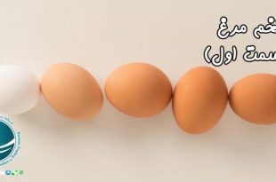 آشنایی با خواص تخم مرغ ، منابع غذایی موجود در تخم مرغ، تخم مرغ و خواص آن ، خواص تخم مرغ ، منابع غذایی موجود در تخم مرغ، پروتئین موجود در تخم مرغ، اسیدآمینه موجود در تخم مرغ، ارزش پروتئینی تخم مرغ ، ویتامین های موجود در تخم مرغ ، ارزش غذایی تخم مرغ، خواص موجود در تخم مرغ ، واردات از چین، خرید از چین، واردات کالا از چین، واردات کالا، حمل و نقل بین المللی، حمل بار از چین، ثبت سفارش کالا، شرکت بازرگانی فیروزه، شرکت بازرگانی در مشهد،