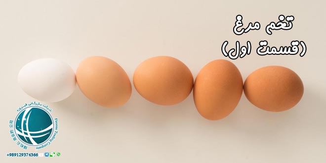 آشنایی با خواص تخم مرغ ، منابع غذایی موجود در تخم مرغ، تخم مرغ و خواص آن ، خواص تخم مرغ ، منابع غذایی موجود در تخم مرغ، پروتئین موجود در تخم مرغ، اسیدآمینه موجود در تخم مرغ، ارزش پروتئینی تخم مرغ ، ویتامین های موجود در تخم مرغ ، ارزش غذایی تخم مرغ، خواص موجود در تخم مرغ ، واردات از چین، خرید از چین، واردات کالا از چین، واردات کالا، حمل و نقل بین المللی، حمل بار از چین، ثبت سفارش کالا، شرکت بازرگانی فیروزه، شرکت بازرگانی در مشهد،