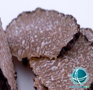  تلاش محققان اسپانیایی برای کاشت قارچ دنبلان