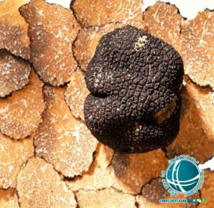  تلاش محققان اسپانیایی برای کاشت قارچ دنبلان